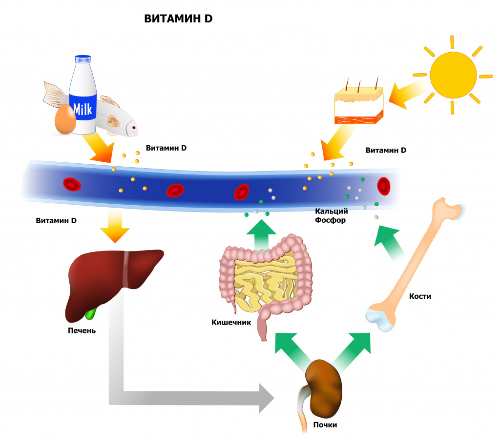 Картинки Про Витамин Д