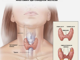 Как влияет хурма на щитовидку?