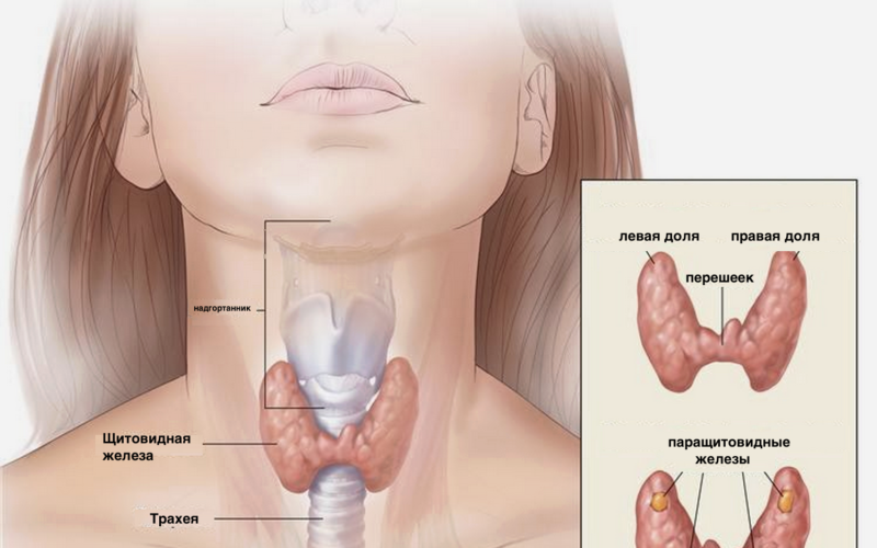Как влияет хурма на щитовидку?