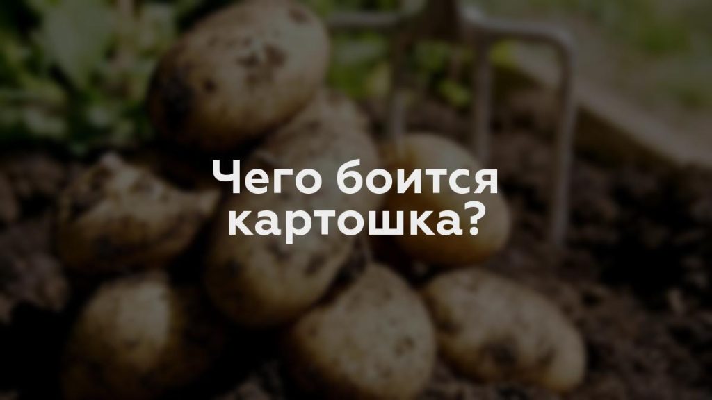 Чего боится картошка?