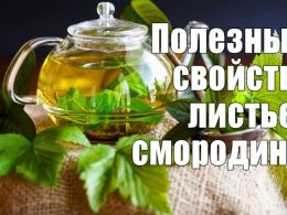 Чем полезен чай из листьев черной смородины?
