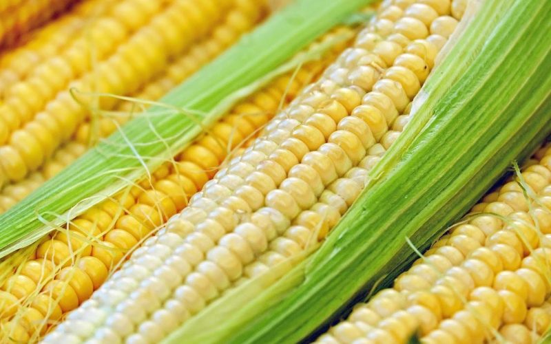 Чем полезна и вредна кукуруза?