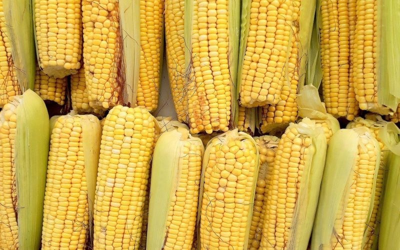 Чем полезна кукуруза для желудка?