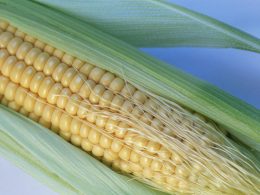 Чем полезна кукуруза в банках?