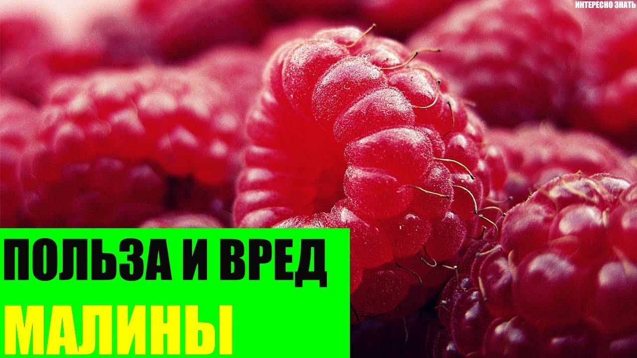 Малина свойства и противопоказания. Малина польза и вред. Малина полезные вещества. Малина польза. Лечебные свойства малины.