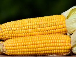 Что будет если съесть вареную кукурузу?