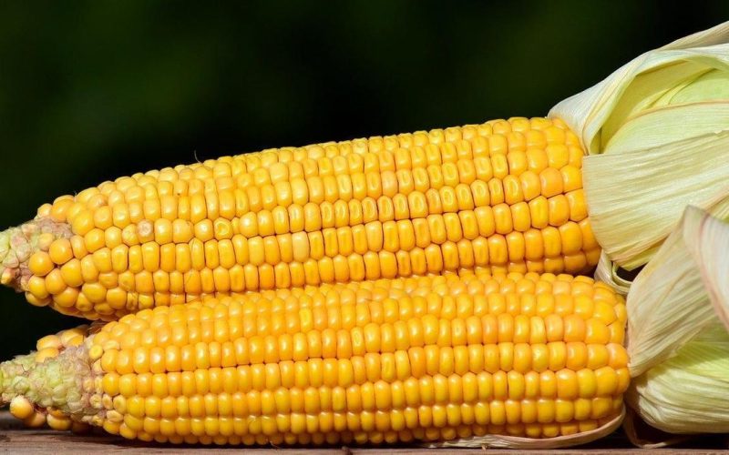 Что будет если съесть вареную кукурузу?