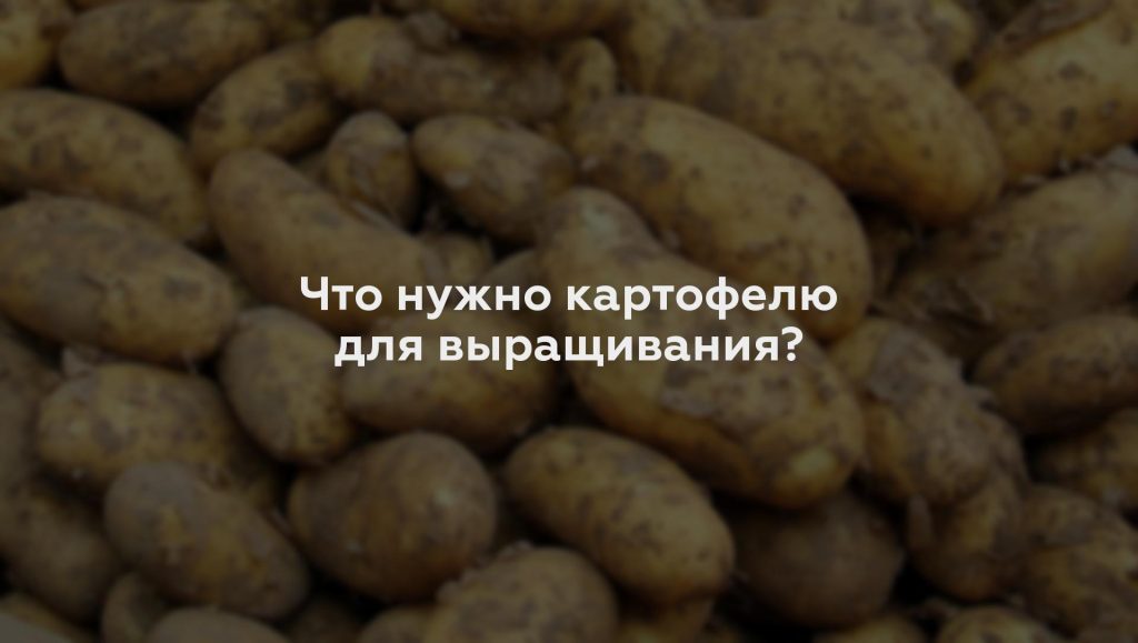 Что нужно картофелю для выращивания?