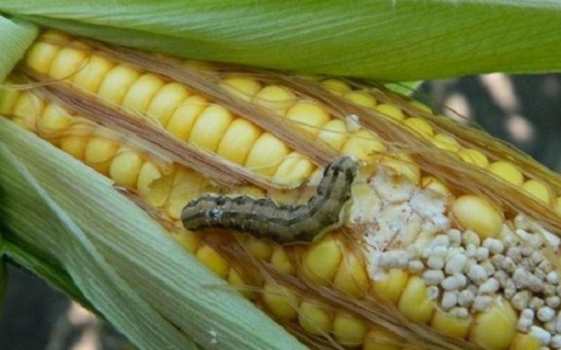 Что остаётся от кукурузы?