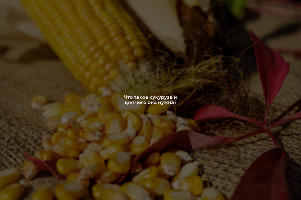 Что такое кукуруза и для чего она нужна?