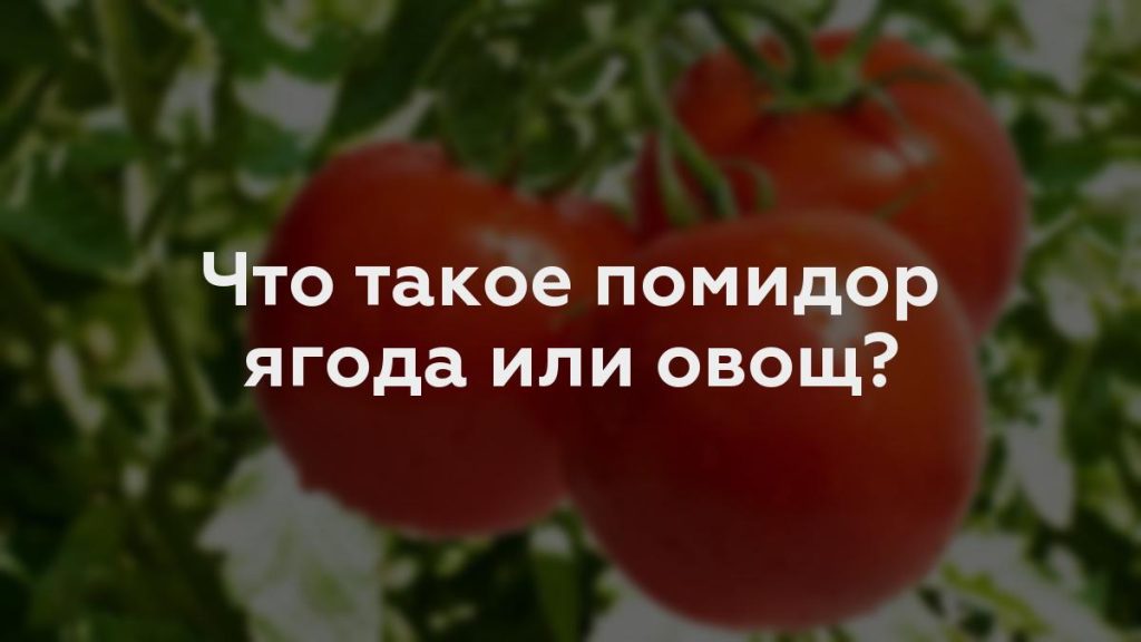 Что такое помидор ягода или овощ?