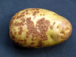 Что за болезнь у картошки?