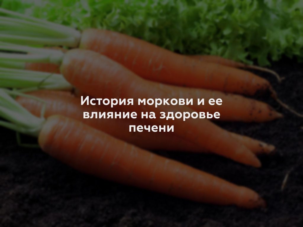 История моркови и ее влияние на здоровье печени