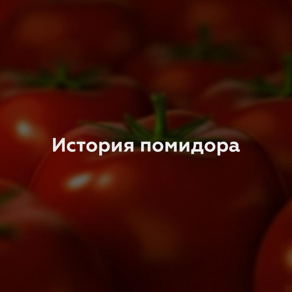 История помидора