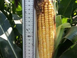 Как кукуруза влияет на давление?