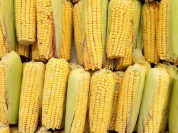 Как кукуруза влияет на почки?