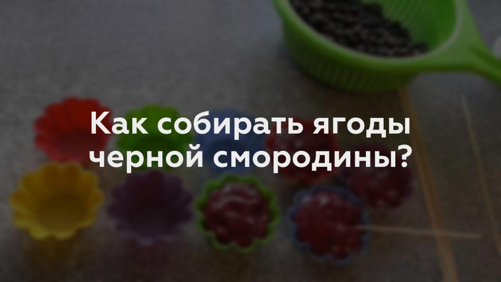 Как собирать ягоды черной смородины?