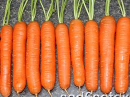Какая морковь самая хорошая?