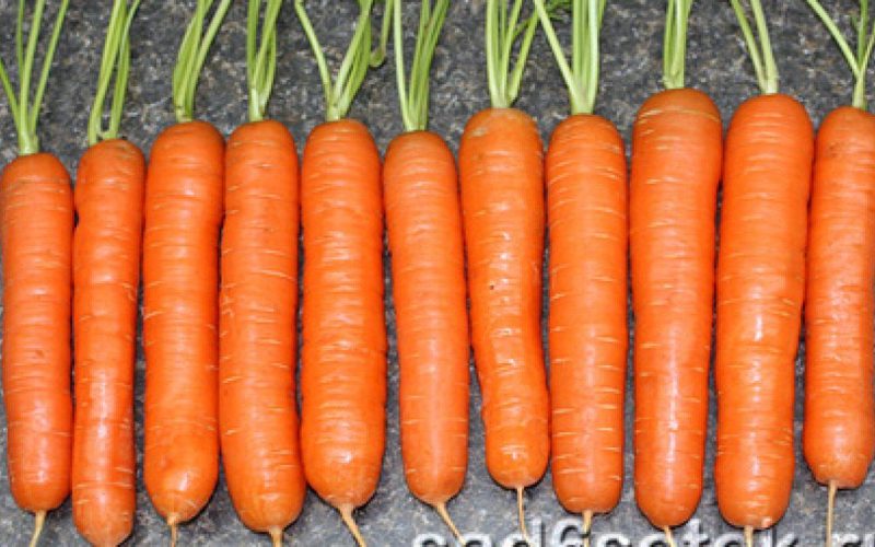 Какая морковь самая хорошая?