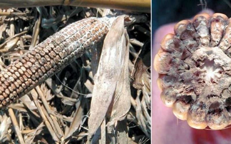 Какие болезни лечит кукуруза?