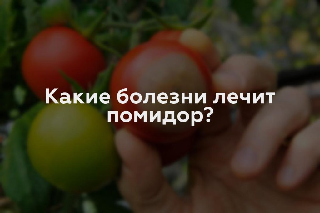 Какие болезни лечит помидор?