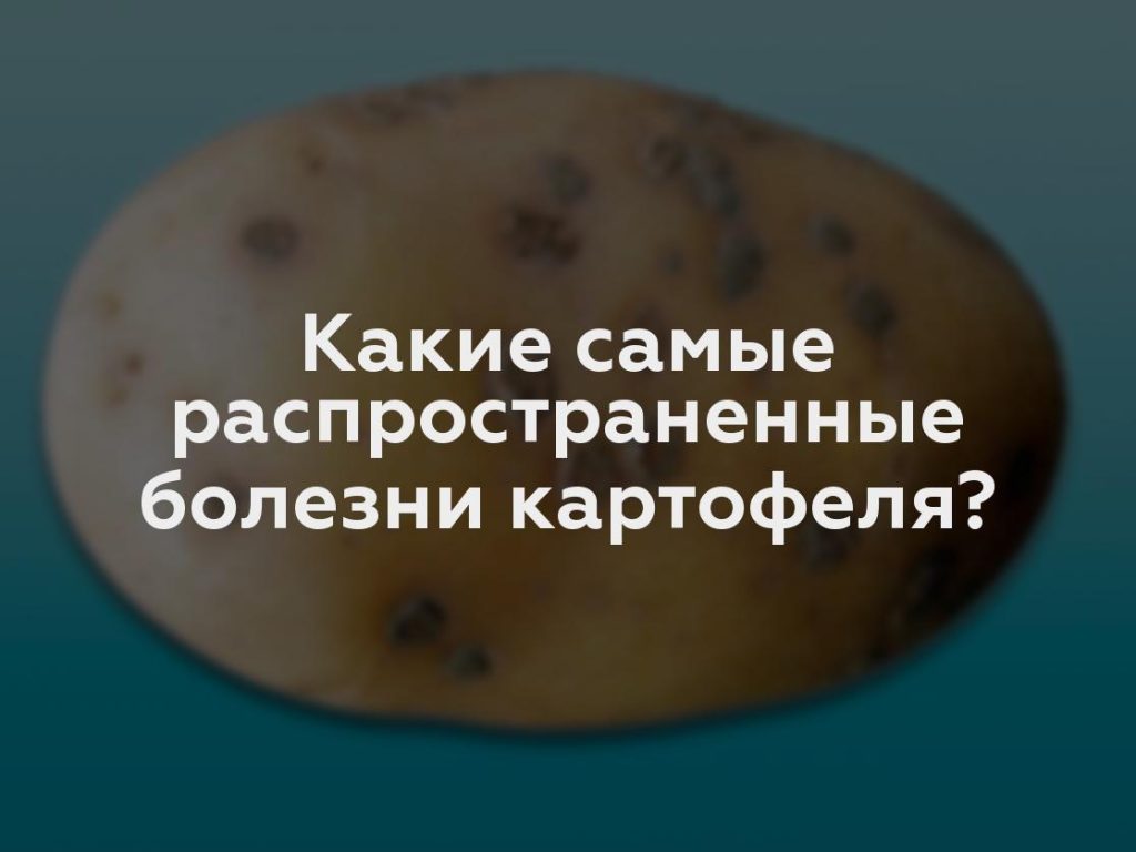 Какие самые распространенные болезни картофеля?