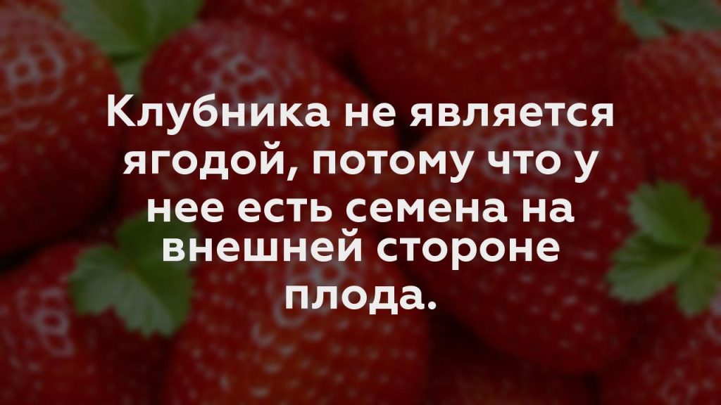 Клубника не является ягодой, потому что у нее есть семена на внешней стороне плода.