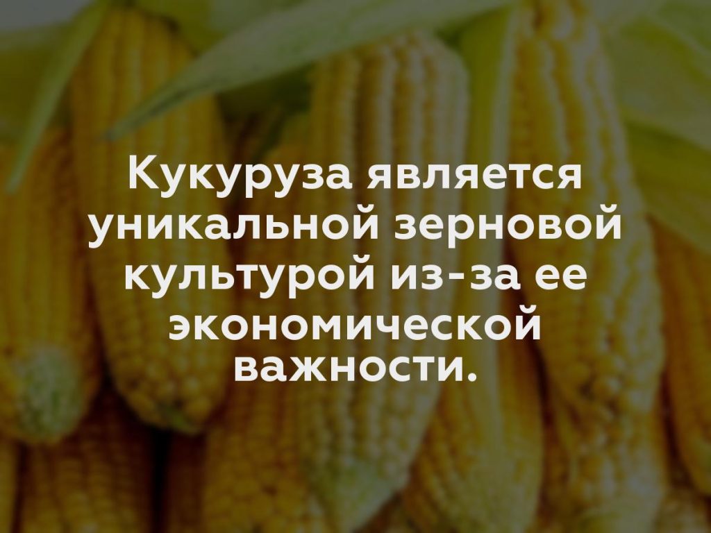 Кукуруза является уникальной зерновой культурой из-за ее экономической важности.