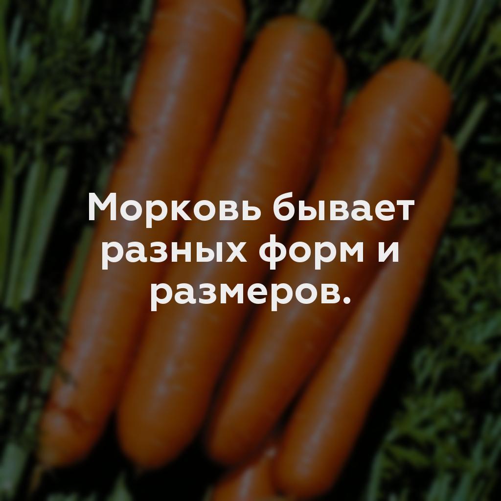 Морковь бывает разных форм и размеров.