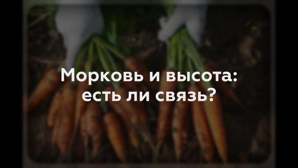 Морковь и высота: есть ли связь?