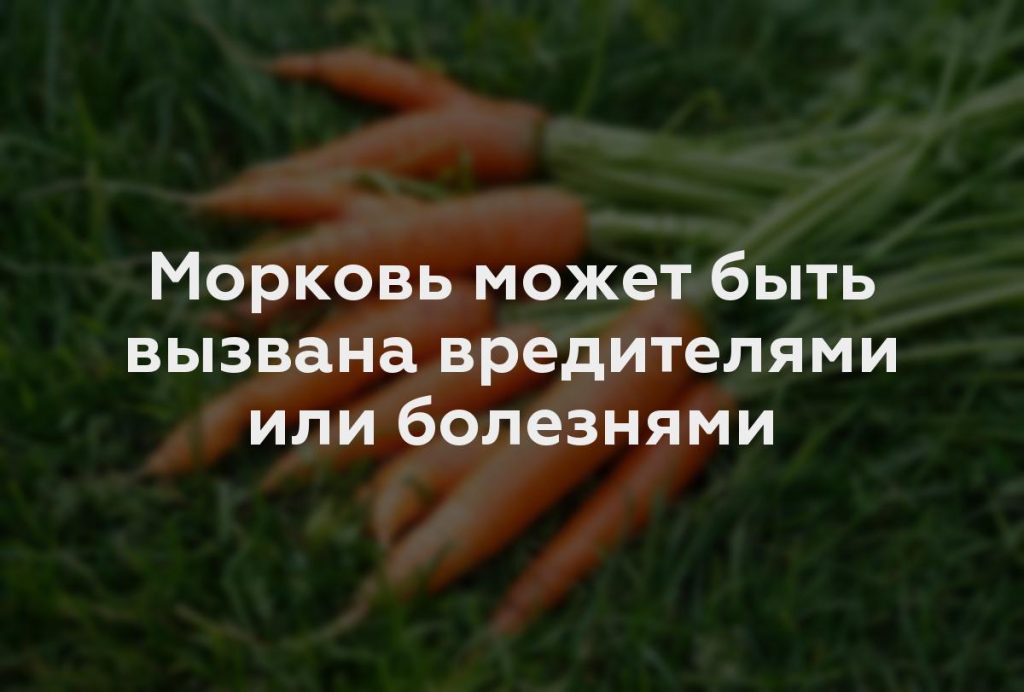 Морковь может быть вызвана вредителями или болезнями