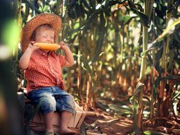 Можно ли кукурузу при больных почках?