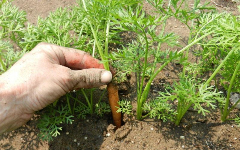Можно ли увеличить рост с помощью моркови?