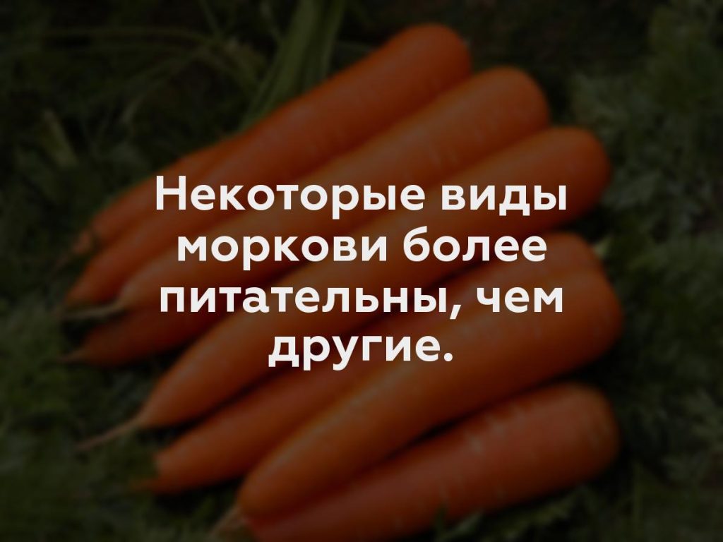 Некоторые виды моркови более питательны, чем другие.