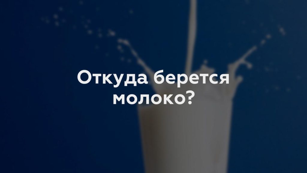Откуда берется молоко?