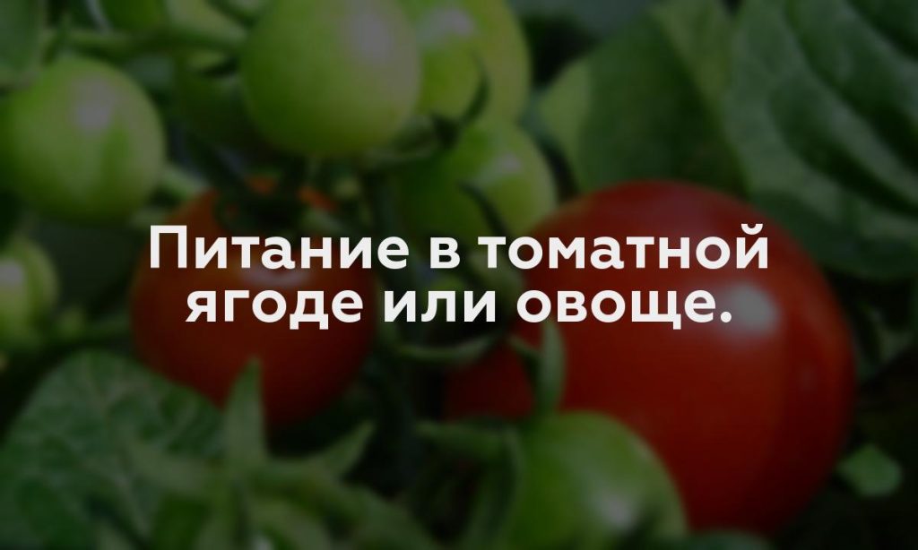 Питание в томатной ягоде или овоще.