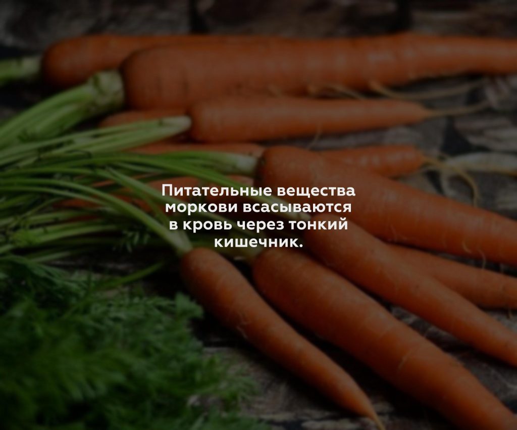 Питательные вещества моркови всасываются в кровь через тонкий кишечник.