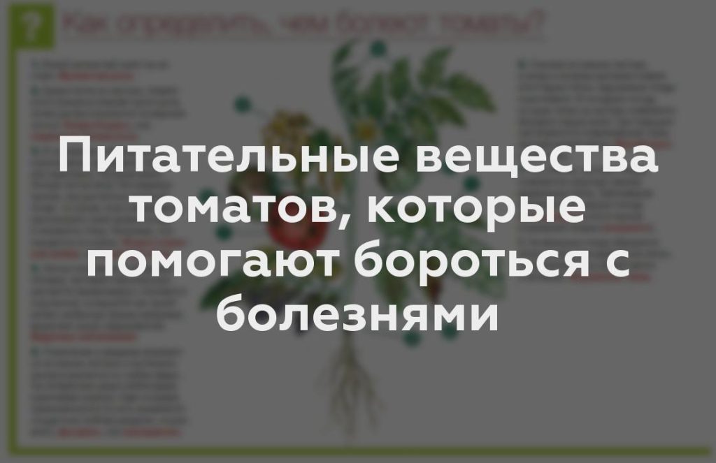 Питательные вещества томатов, которые помогают бороться с болезнями