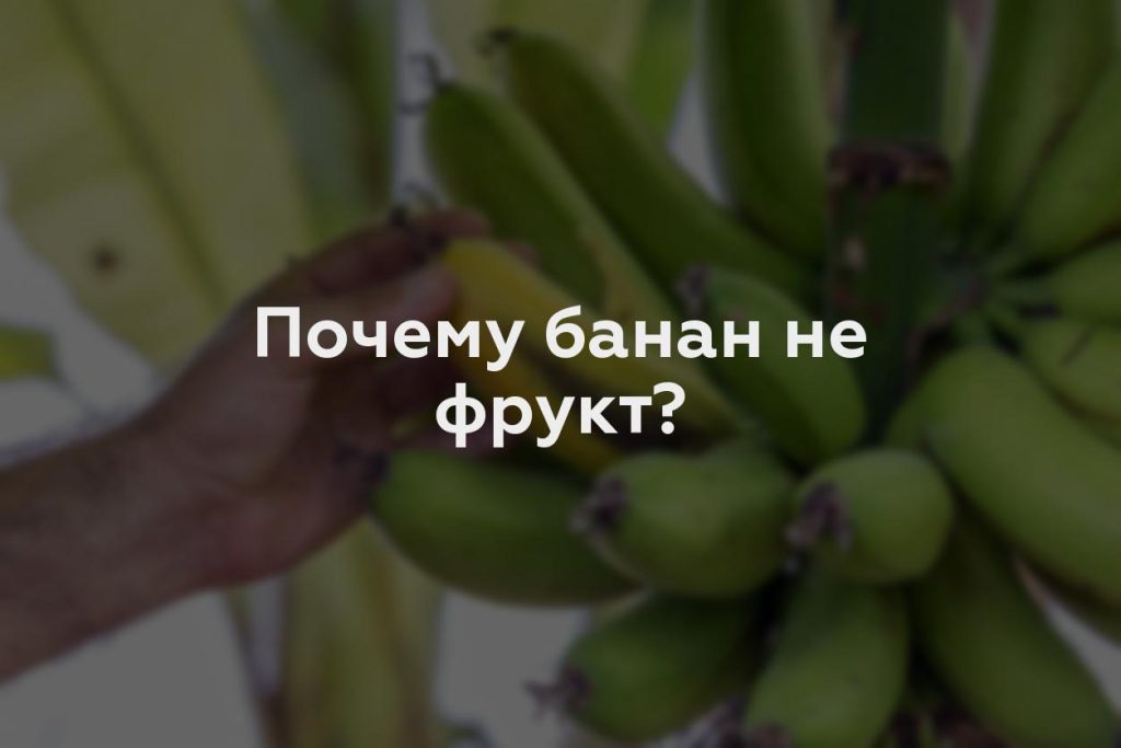 Почему банан не фрукт?