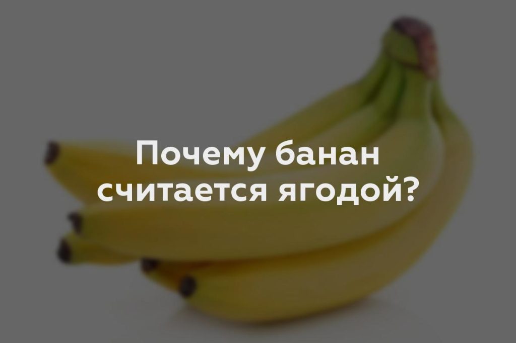 Почему банан считается ягодой?