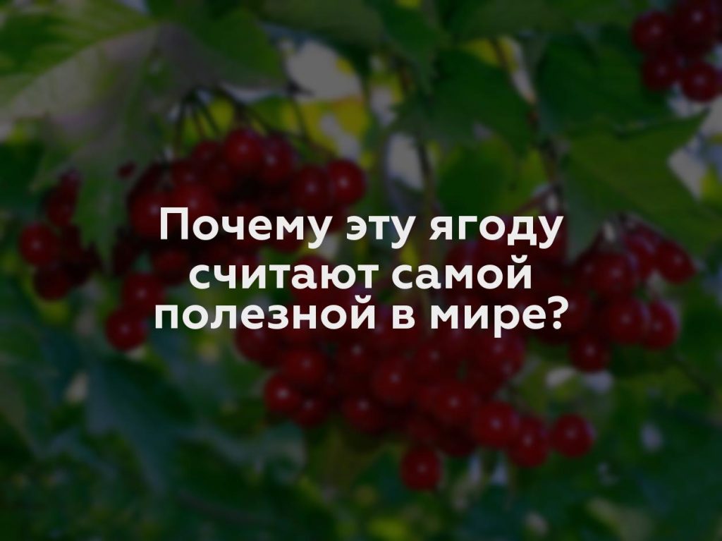 Почему эту ягоду считают самой полезной в мире?