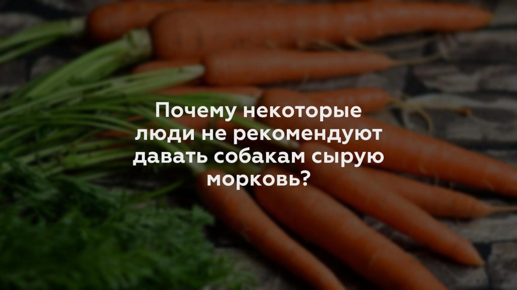Почему некоторые люди не рекомендуют давать собакам сырую морковь?