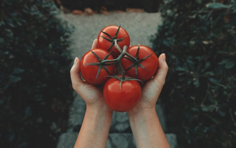 Почему нельзя есть помидоры с огурцами?