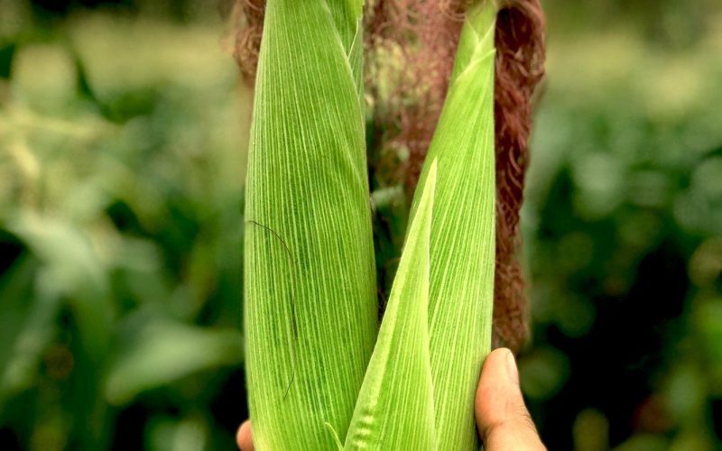 Почему организм не переваривает кукурузу?