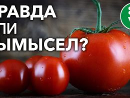 Почему помидоры вредны для здоровья?