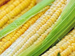 Почему вредно есть кукурузу?