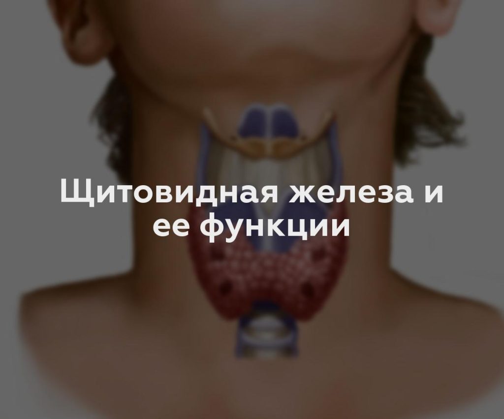 Щитовидная железа и ее функции
