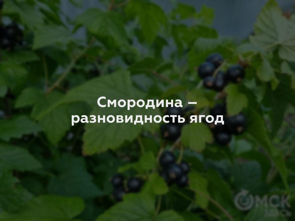 Смородина – разновидность ягод