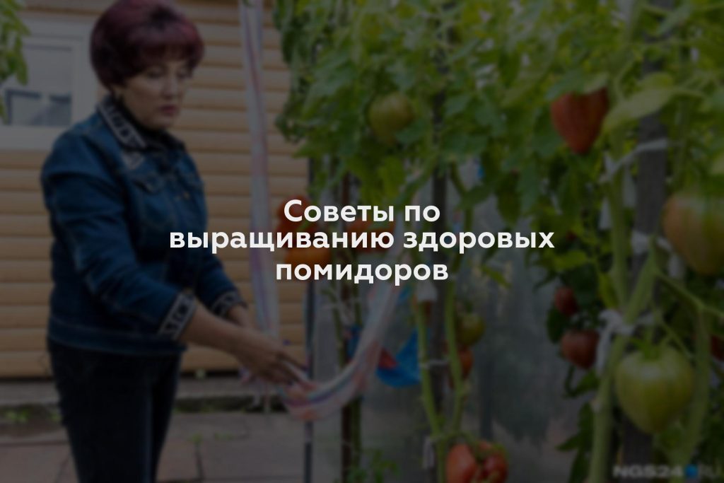 Советы по выращиванию здоровых помидоров