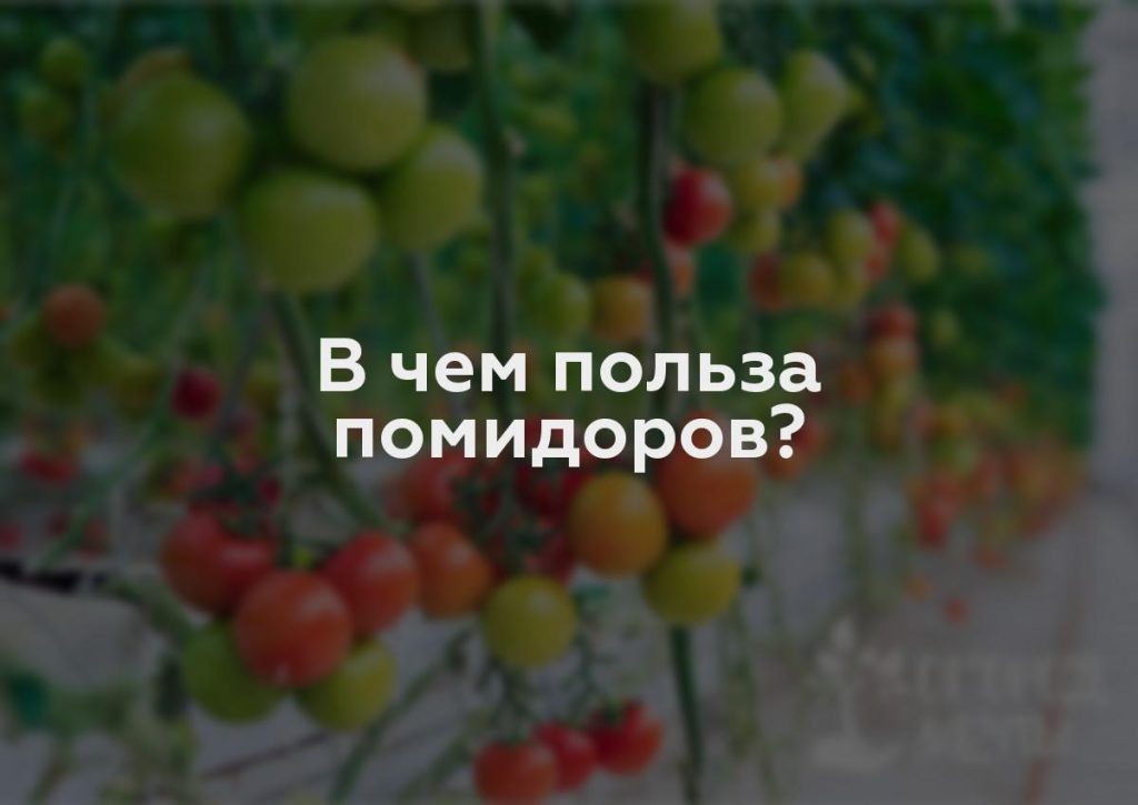 В чем польза помидоров?